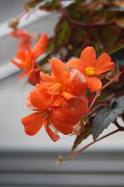 温室の花　ベゴニア