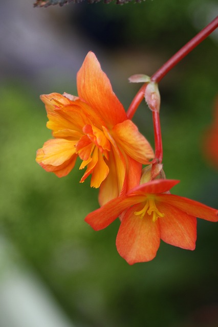 温室の花　ベゴニア