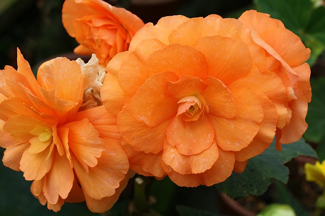 温室の花　ベゴニア