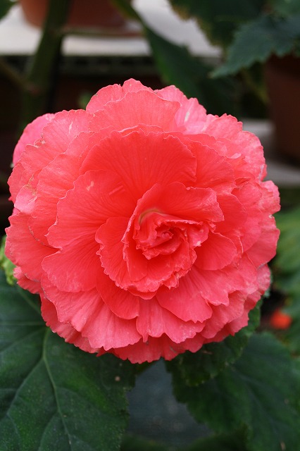 温室の花　ベゴニア
