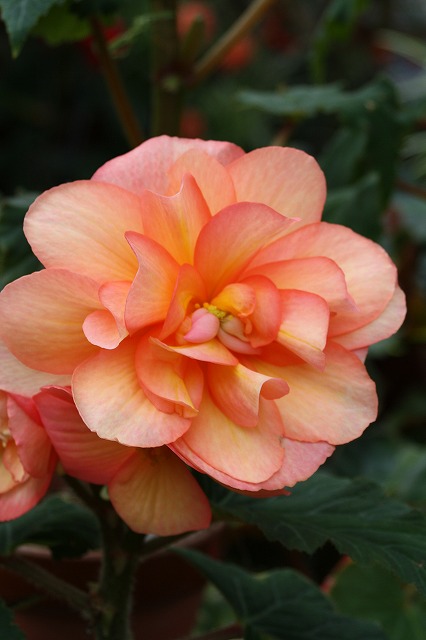 温室の花　ベゴニア