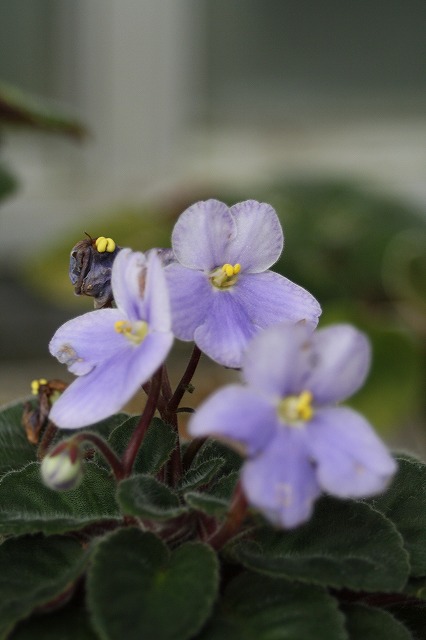 温室の花　セントポーリア