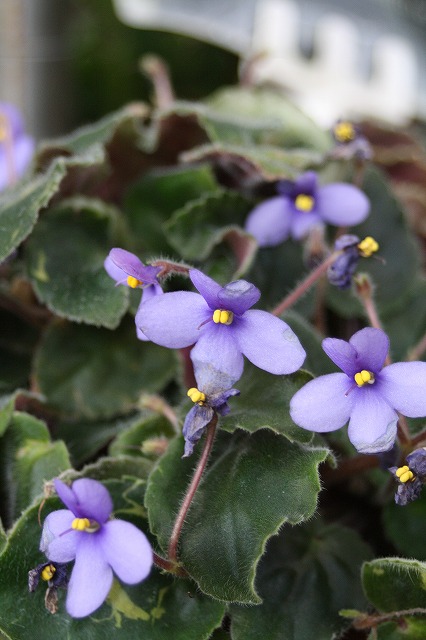 温室の花　セントポーリア