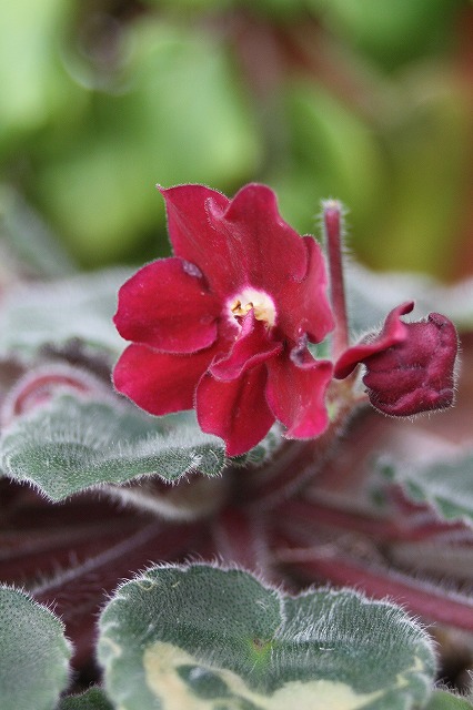 温室の花　セントポーリア