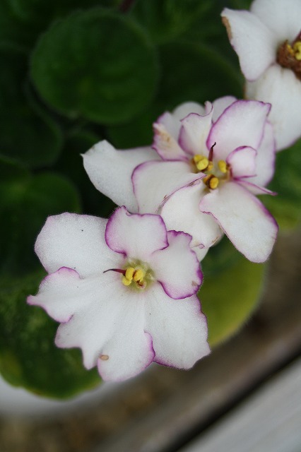 温室の花　セントポーリア