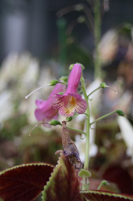 温室の花　スミシアンサ