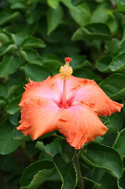 温室の花　ハイビスカス
