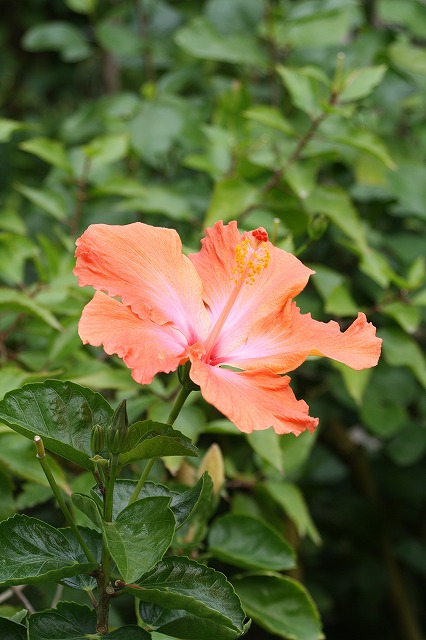 温室の花　ハイビスカス