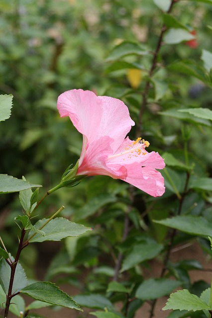 温室の花　ハイビスカス