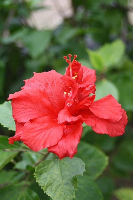 温室の花　ハイビスカス
