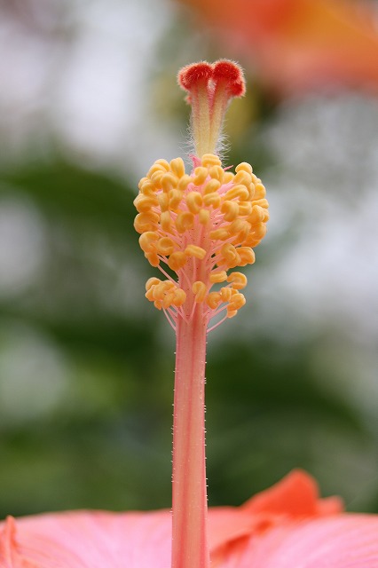 温室の花　ハイビスカス