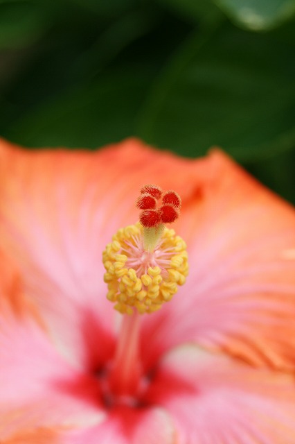 温室の花　ハイビスカス