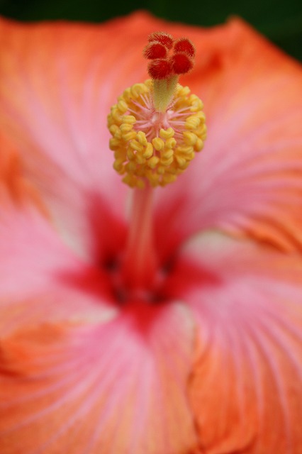 温室の花　ハイビスカス