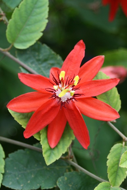 温室の花　トケイソウ