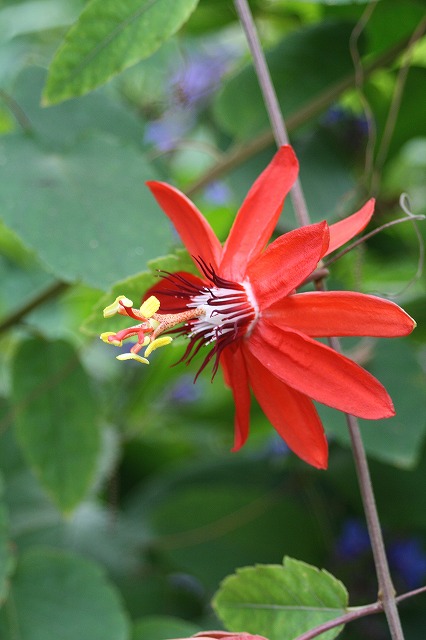 温室の花　トケイソウ