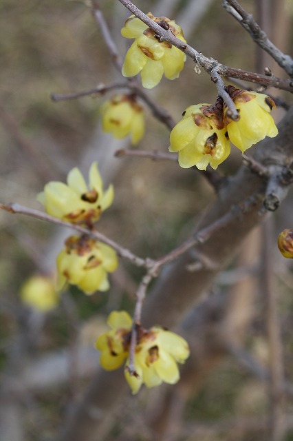 季節の花　蝋梅