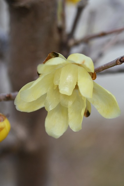 季節の花　蝋梅