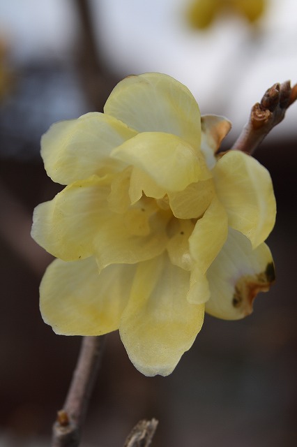 季節の花　蝋梅
