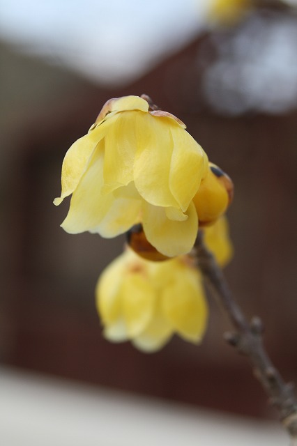 季節の花　蝋梅