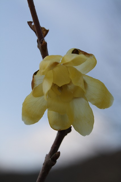 季節の花　蝋梅