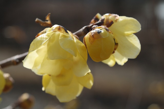 季節の花　蝋梅