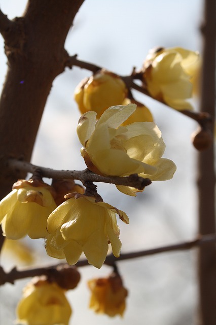 季節の花　蝋梅
