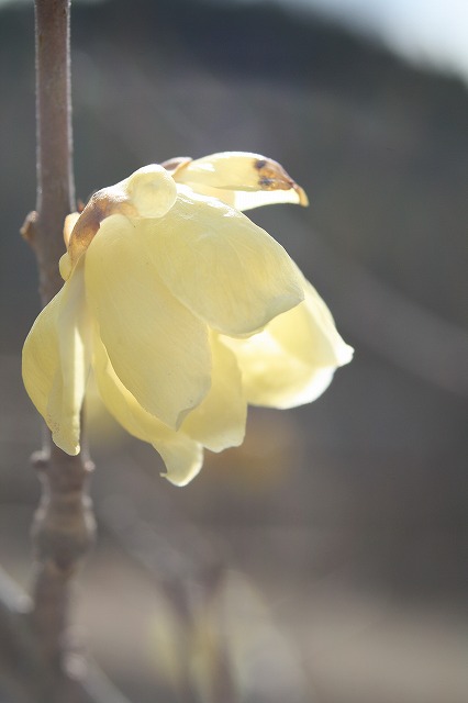 季節の花　蝋梅
