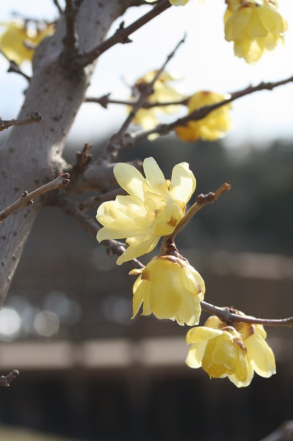 季節の花　蝋梅