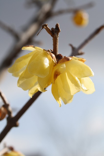 季節の花　蝋梅