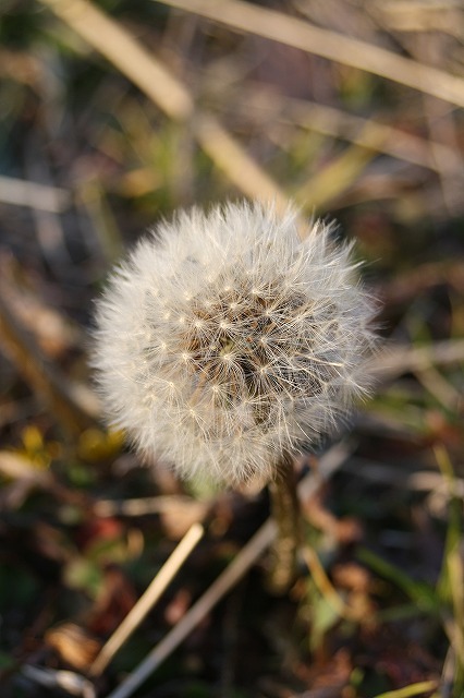 季節の花　タンポポ