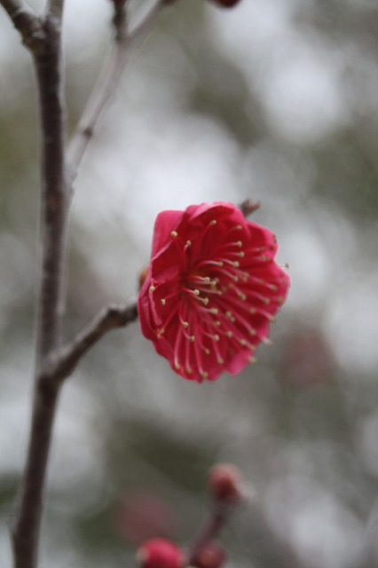 高砂市日笠山の梅