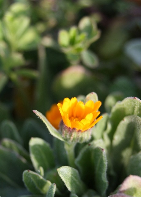 季節の花　雑草