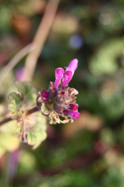 季節の花　ホトケノザ