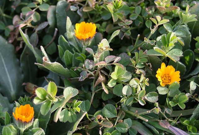 季節の花　雑草