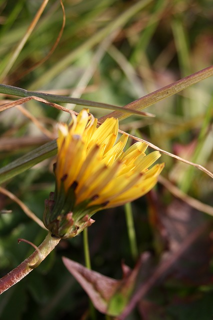 季節の花　タンポポ