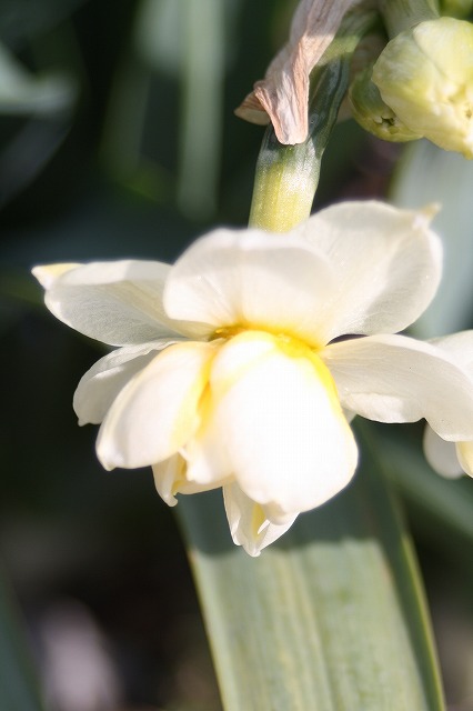 季節の花　スイセン