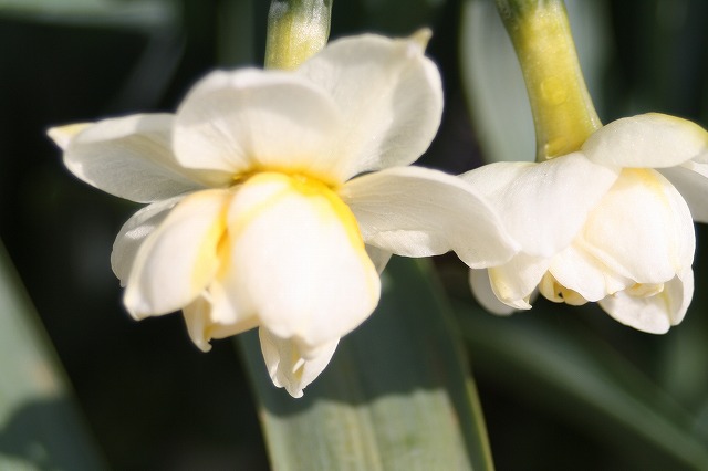 季節の花　スイセン