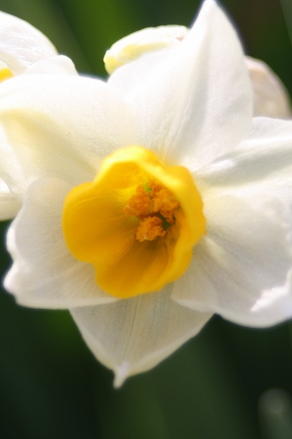季節の花　スイセン