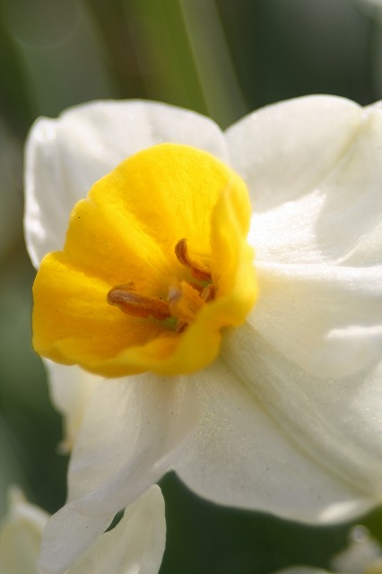 季節の花　スイセン