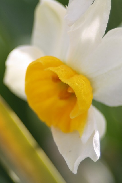 季節の花　スイセン