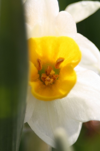 季節の花　スイセン