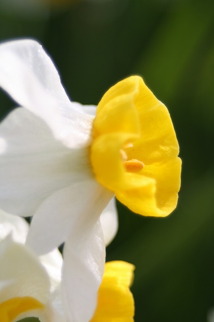 季節の花　スイセン