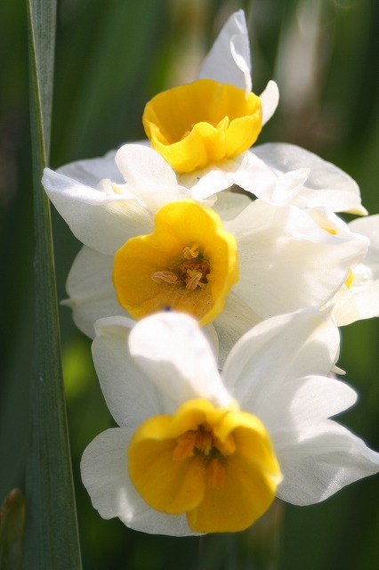 季節の花　スイセン