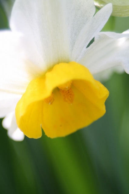 スイセン　季節の花
