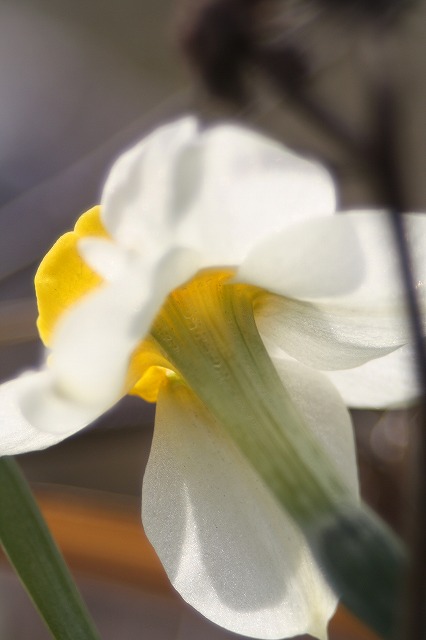 スイセン　季節の花