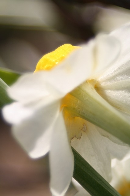 スイセン　季節の花