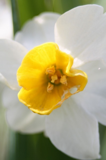 スイセン　季節の花