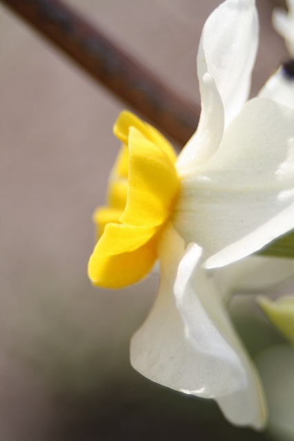スイセン　季節の花