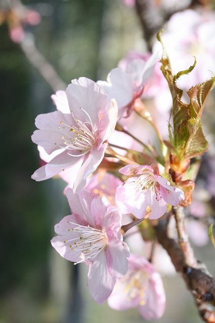 河津桜