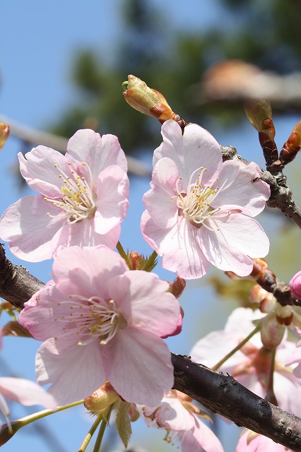 河津桜
